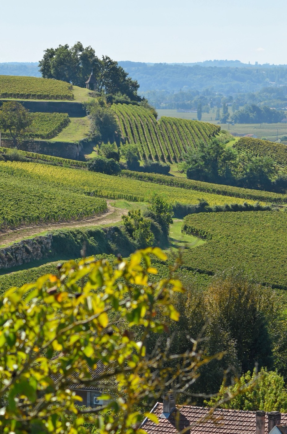 Ambiance d'un trail dans les vignes
