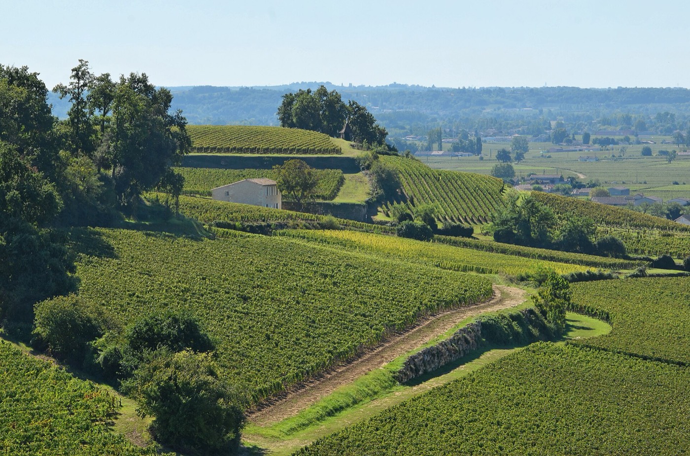 Chemin qui serpente à travers les vignes de Montagne