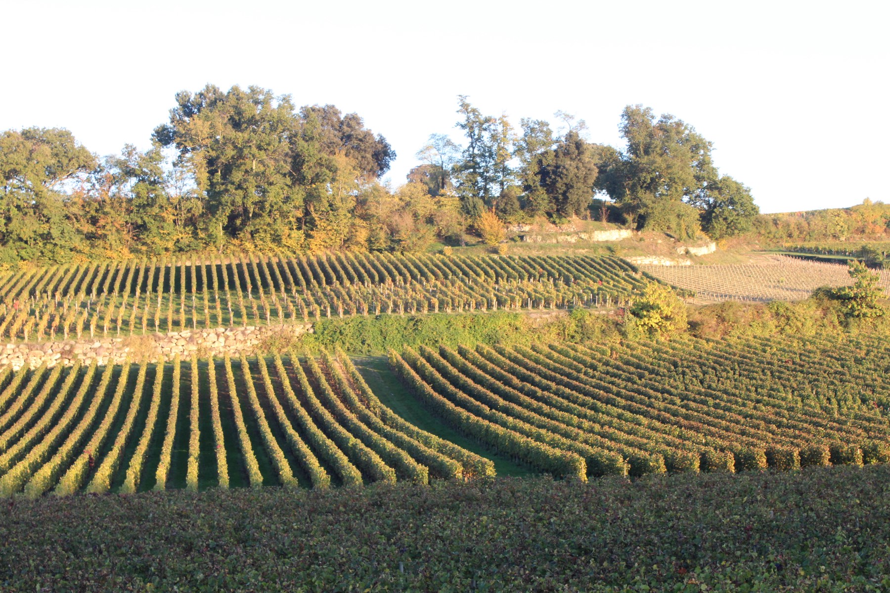 Coteaux de vignes en fin de journée